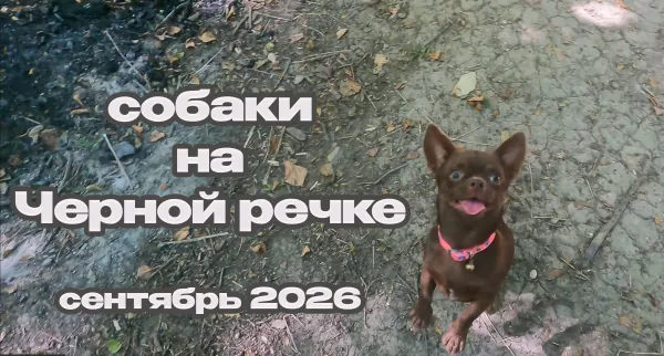 собаки на Черной речке в сентябре